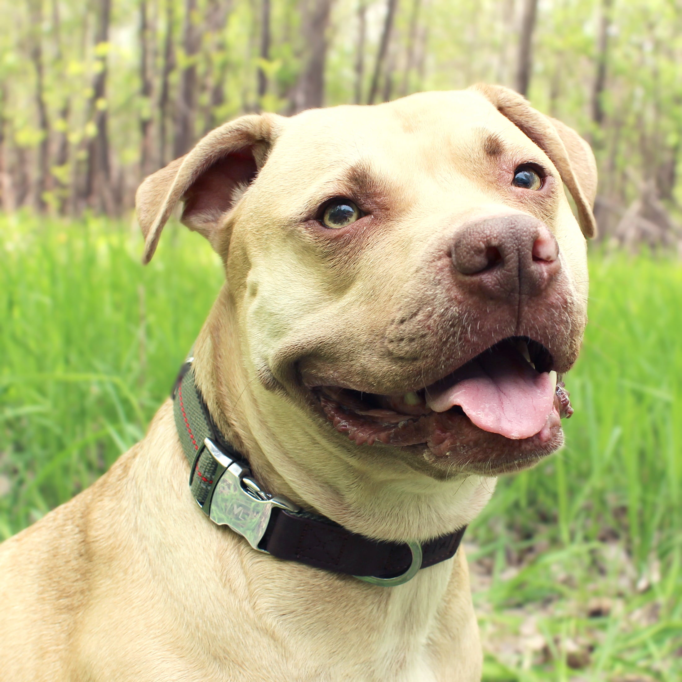 Vibrant Life Premium Dog Collar， Olive， Medium