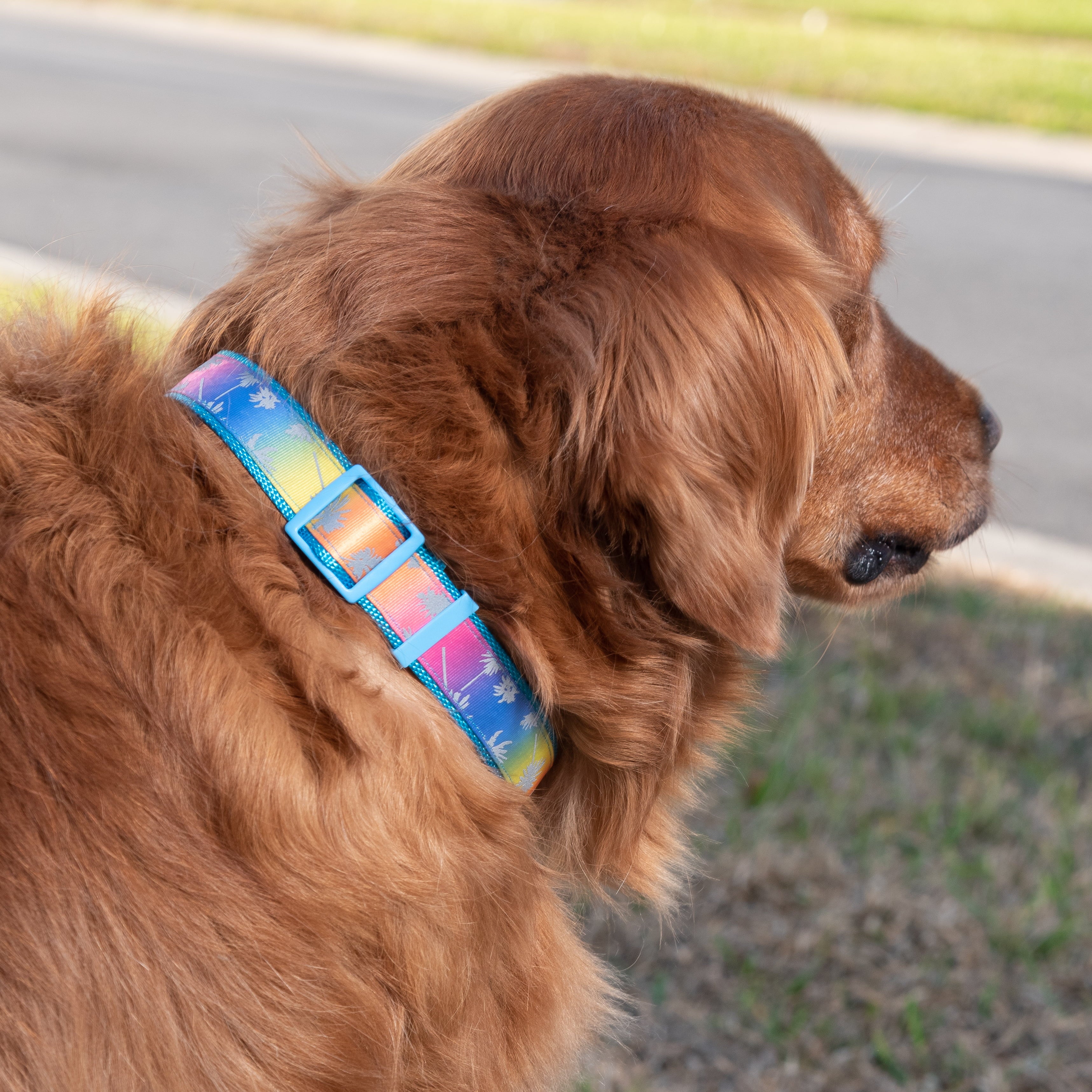 Justice Pet Reflective Nylon Palm Tree Adjustable Dog Collar， XS