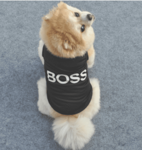 Cute BOSS Logo t-Shirt Black and White BOSS Design Shirt FOR SMALL DOGS Small Dog Sweater (XS)