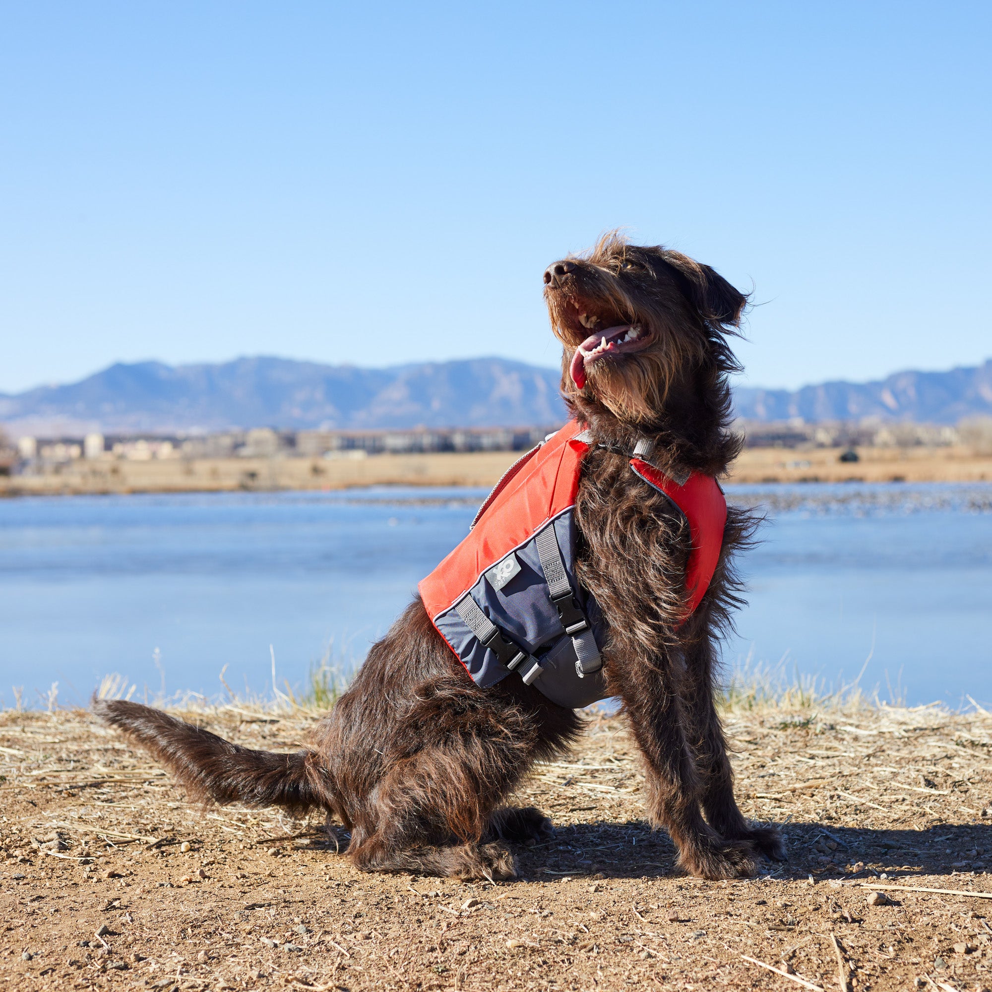 X2O CFD Red Dog Life Vest， Large (Pet Life Vest， Life Jacket， LG)