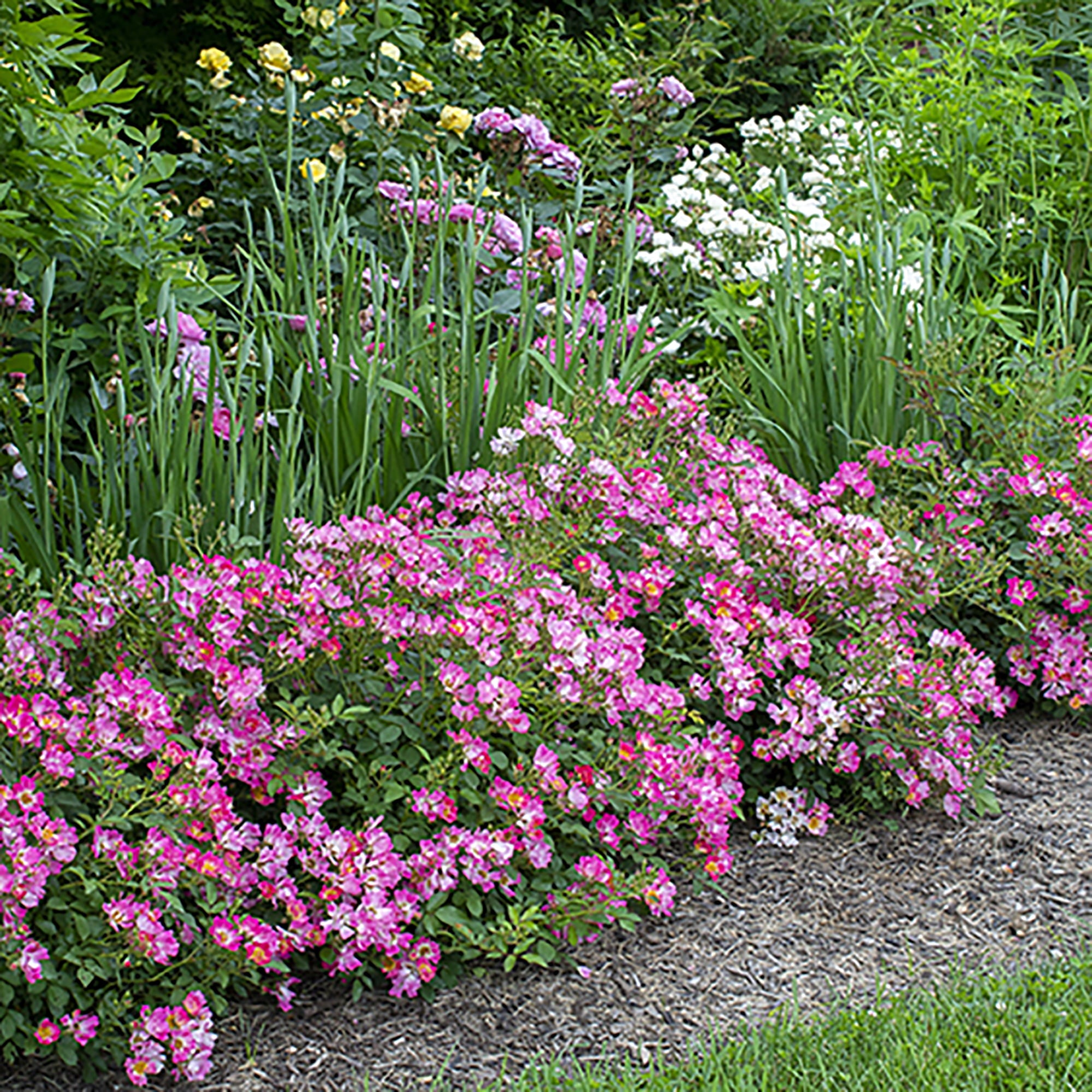 Drift Pink Rose Live Shrub (2 Gallon)