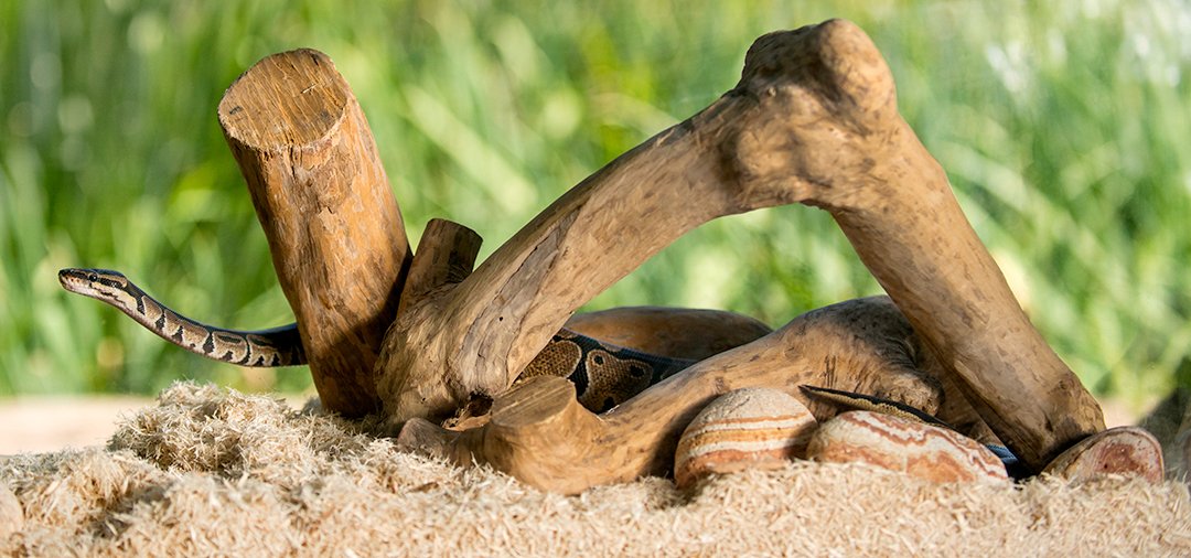 Galapagos Aspen Digs， White Natural， 8qt Stand-up Pouch Reptile