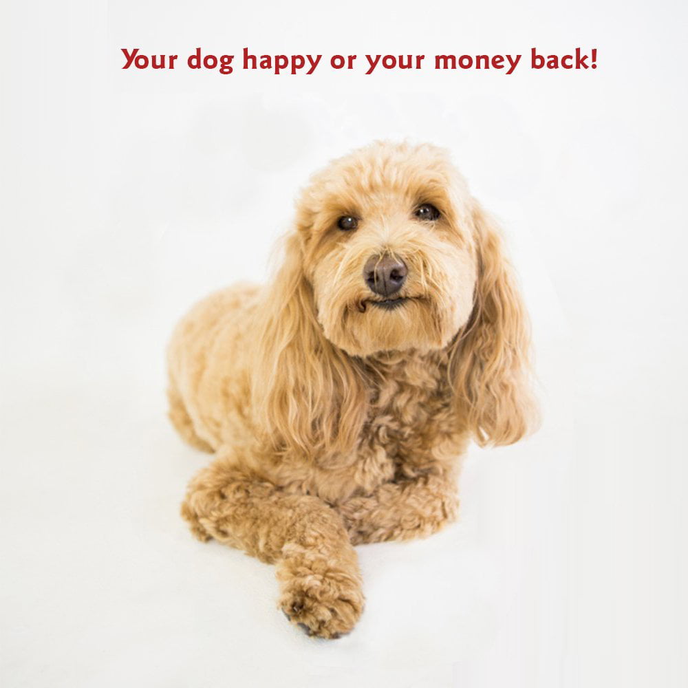 Majestic Pet Super Value Machine Washable Pet Dog Bed， Large， Black