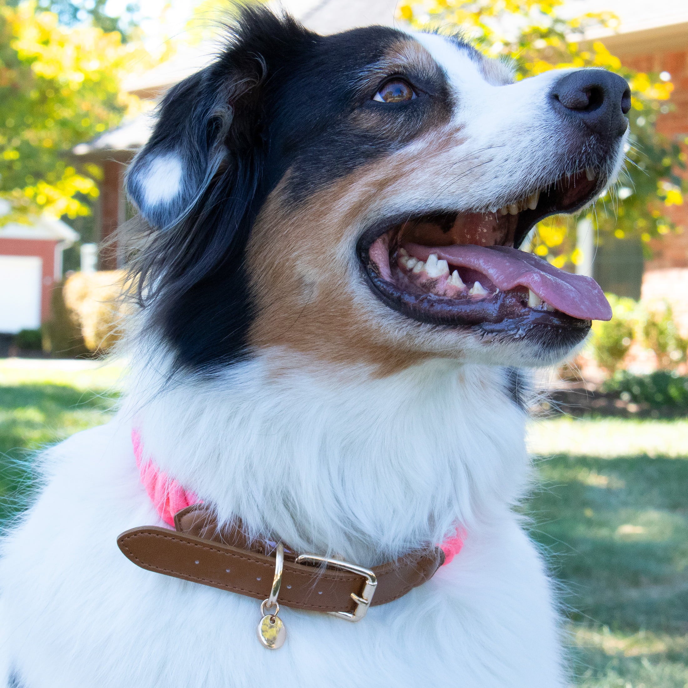 Vibrant Life Adjustable Rope Collar for Dogs， Multicolor， Large