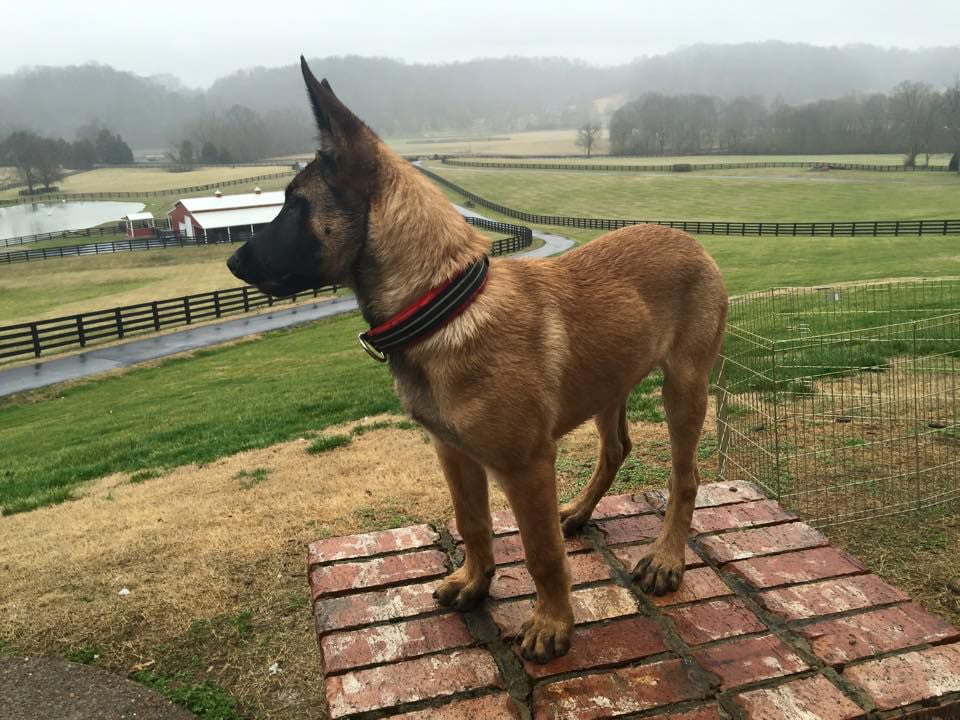 ComfortFlex American Made Fully Padded， Reflective， Adjustable， Flat Nylon， Martingale Type Limited Slip Collar for Active Dogs， Blue Jay， Small