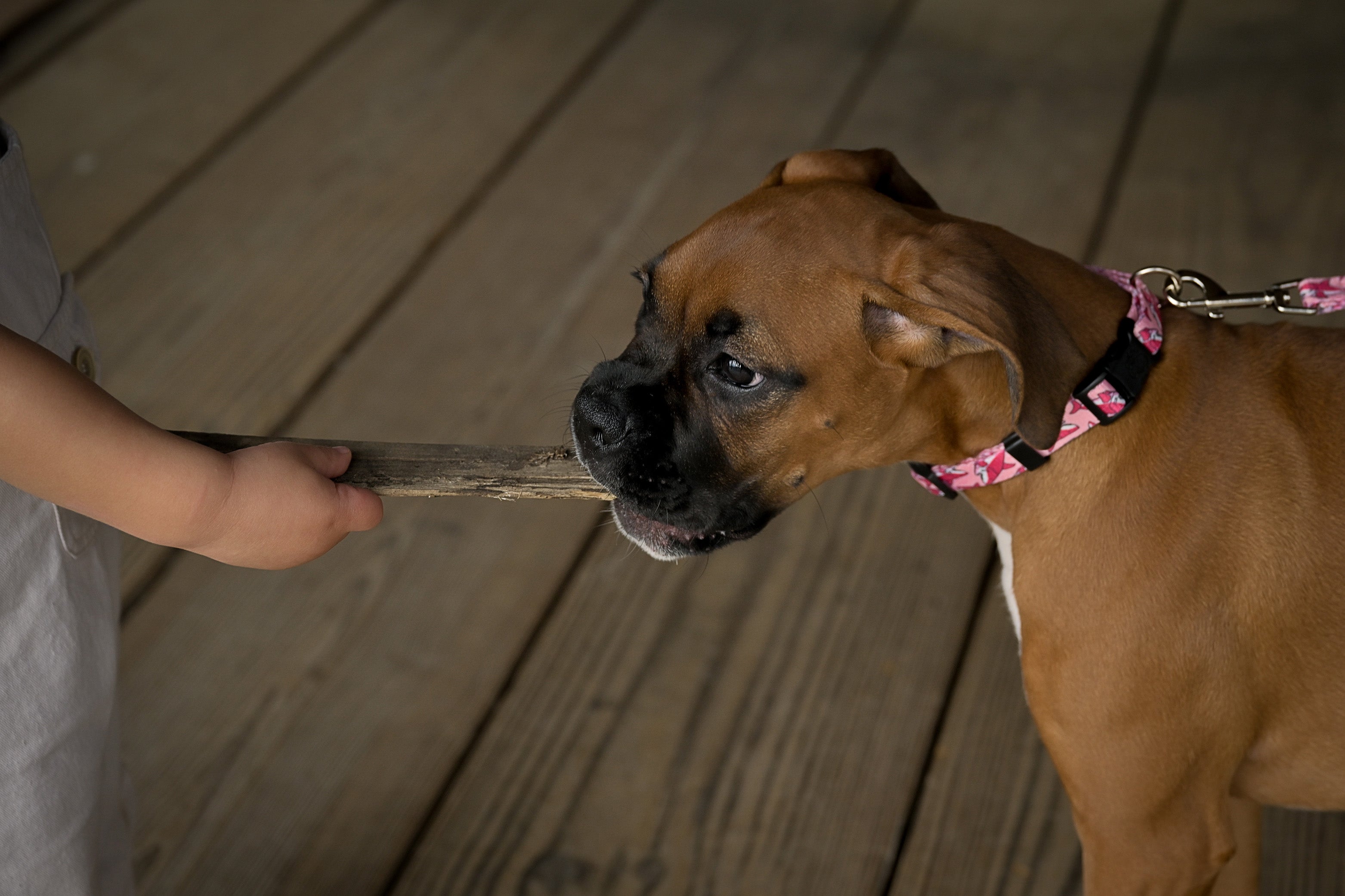 Country Brook Petz® Deluxe Pink Sharks Dog Collar - Made in the U.S.A.， Medium