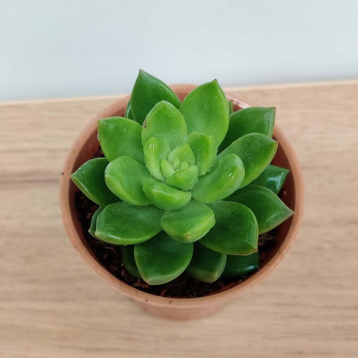 Sedum Alice Evans Small Succulent Plant