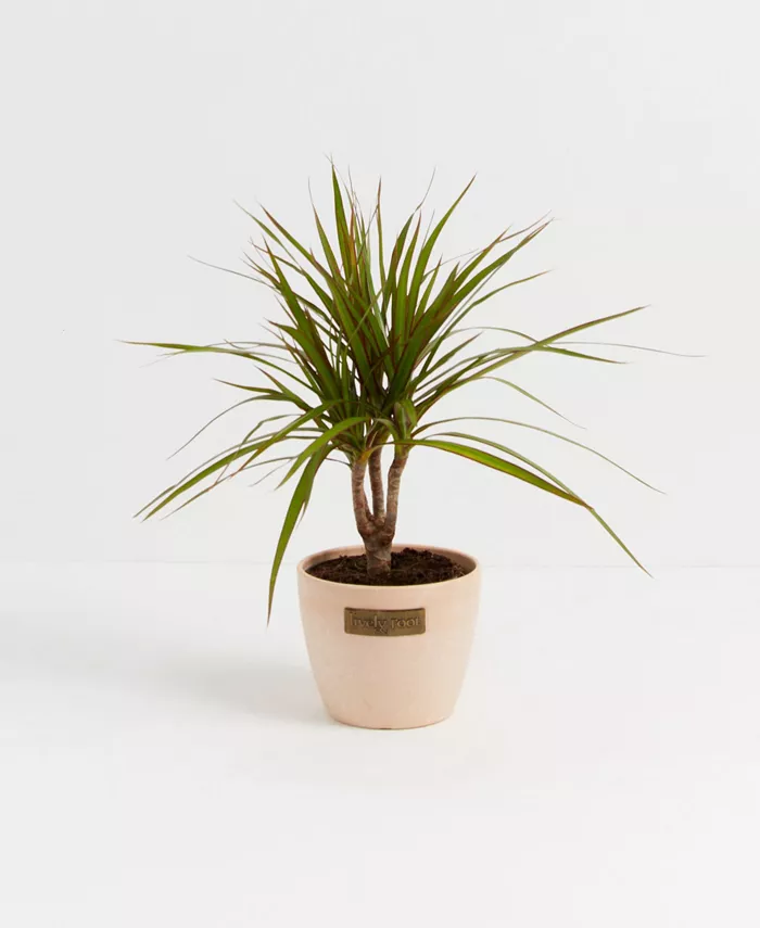 Lively Root Marginata Dragon Tree Dracaena Live Plant， 4