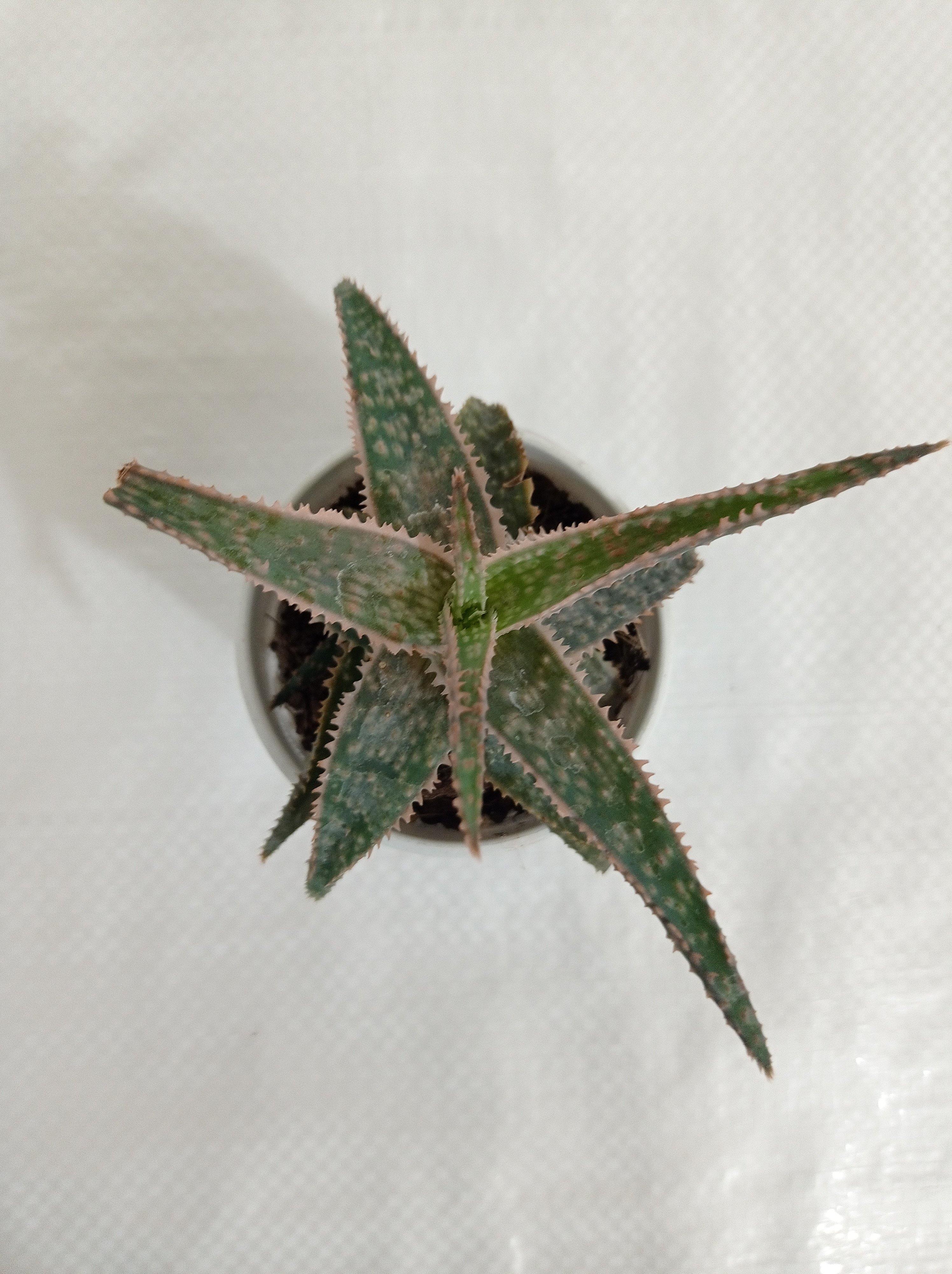 Aloe Zebrina Dannyz Succulent Plant