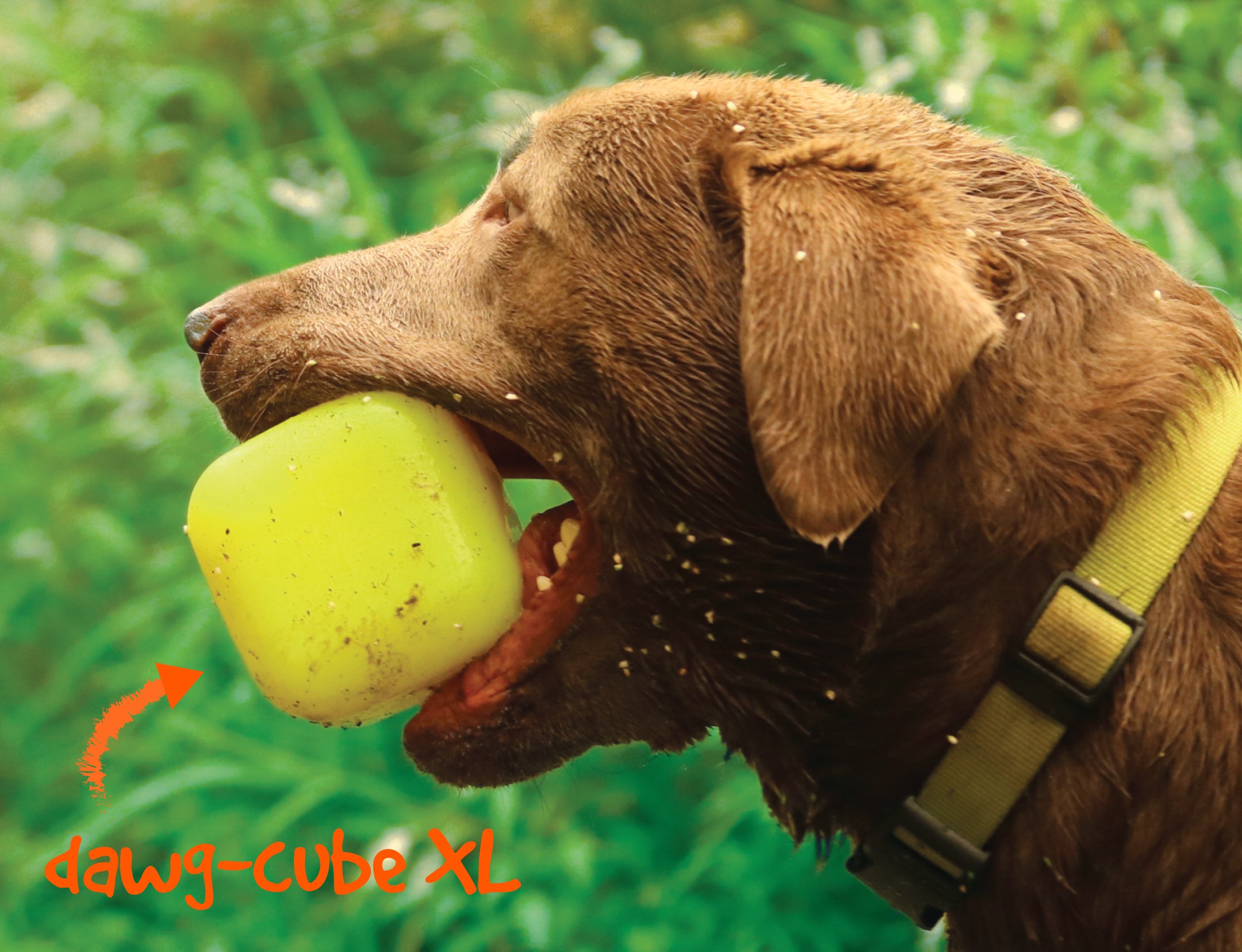 Dawg Cube Rubber Dog Toy By RuffDawg