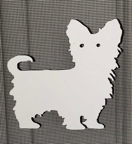 DCentral Yorkshire Terrier 