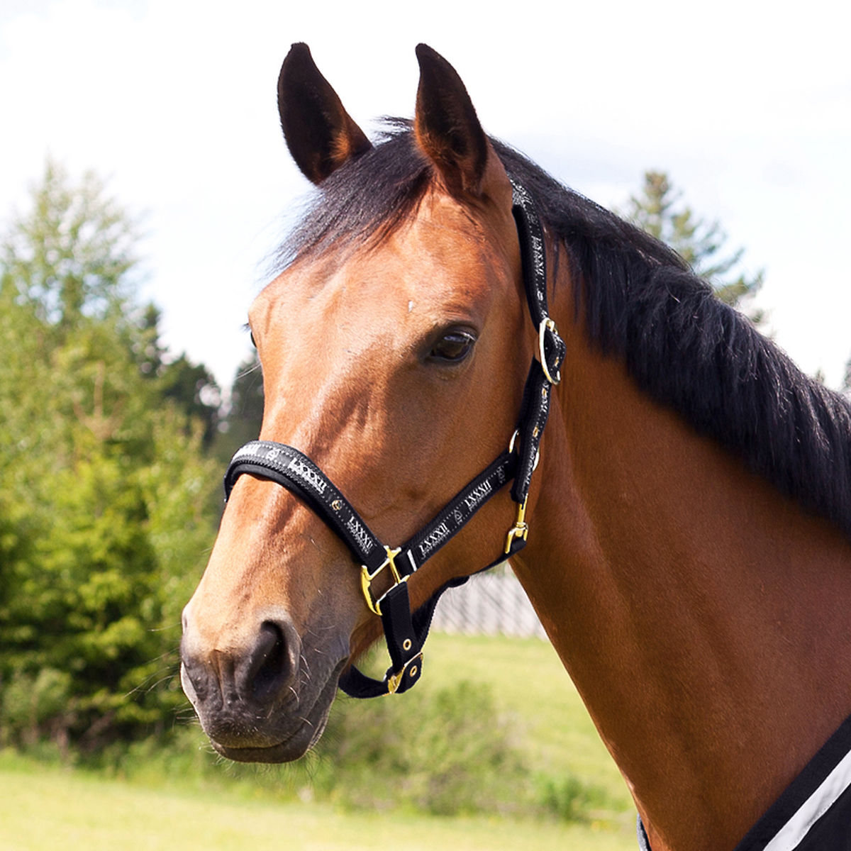 Horse Tack Polyester Horze Hampton Halter 606211RDP