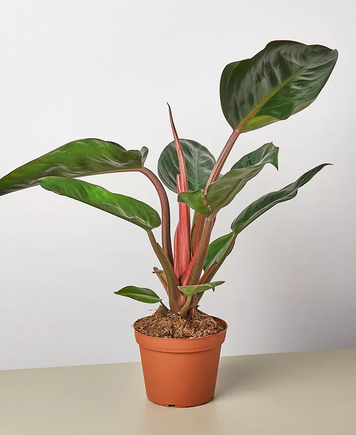 House Plant Shop Philodendron 'Congo Rojo' Live Plant， 6