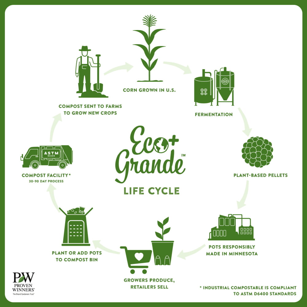 4.25 in. Eco+Grande， Snowstorm Blue Bacopa (Sutera) Live Plant， Lavender-Blue Flowers (4-Pack)