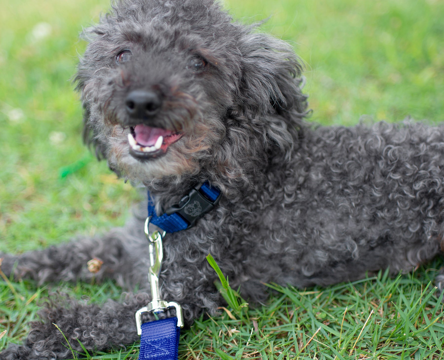 Country Brook Petz® 3/4 inch Nylon Dog Leash - Royal Blue， 4 Foot