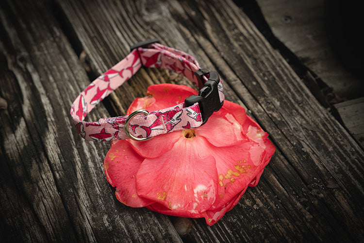 Country Brook Petz® Deluxe Pink Sharks Dog Collar - Made in the U.S.A.， Medium