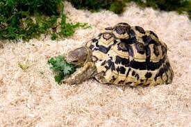 Galapagos Aspen Digs， White Natural， 8qt Stand-up Pouch Reptile