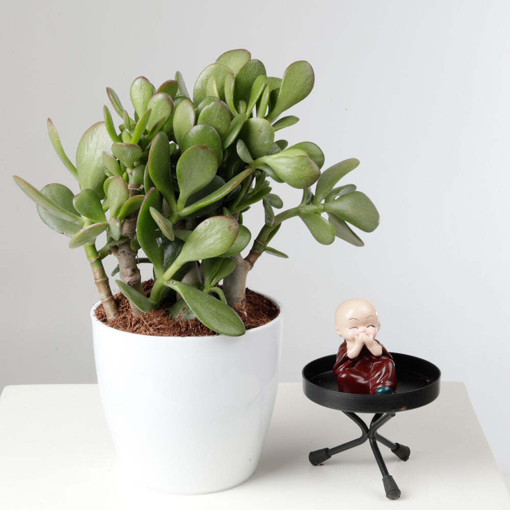 Crassula Ovata Plant