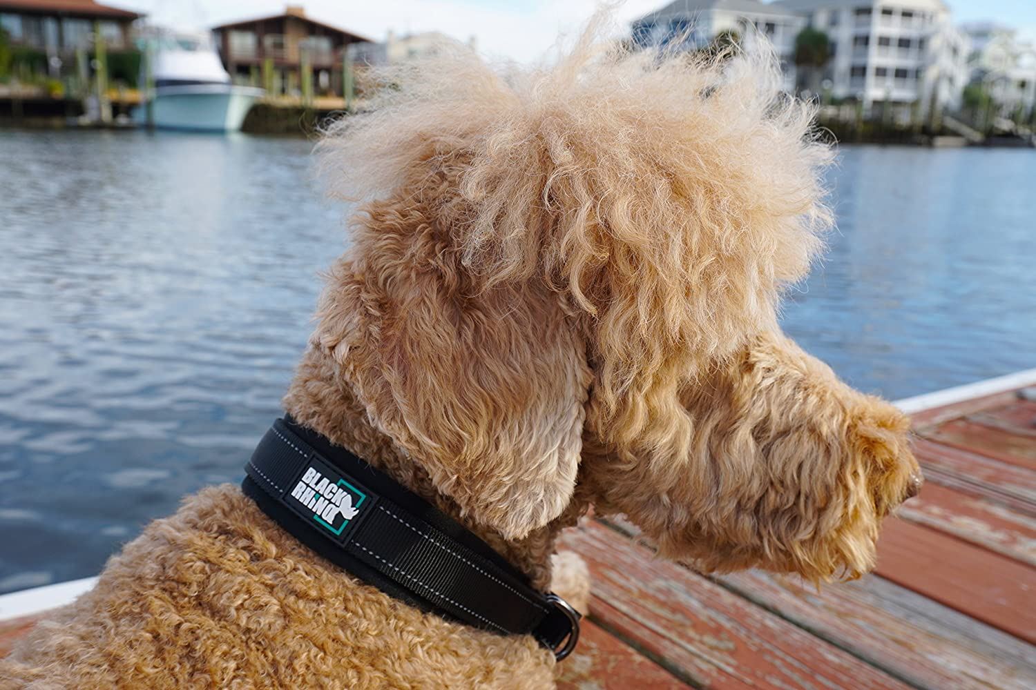 Black Rhino - The Comfort Collar Ultra Soft Neoprene Padded Dog Collar for All Breeds - Heavy Duty Adjustable Reflective Weatherproof (Large， Black)