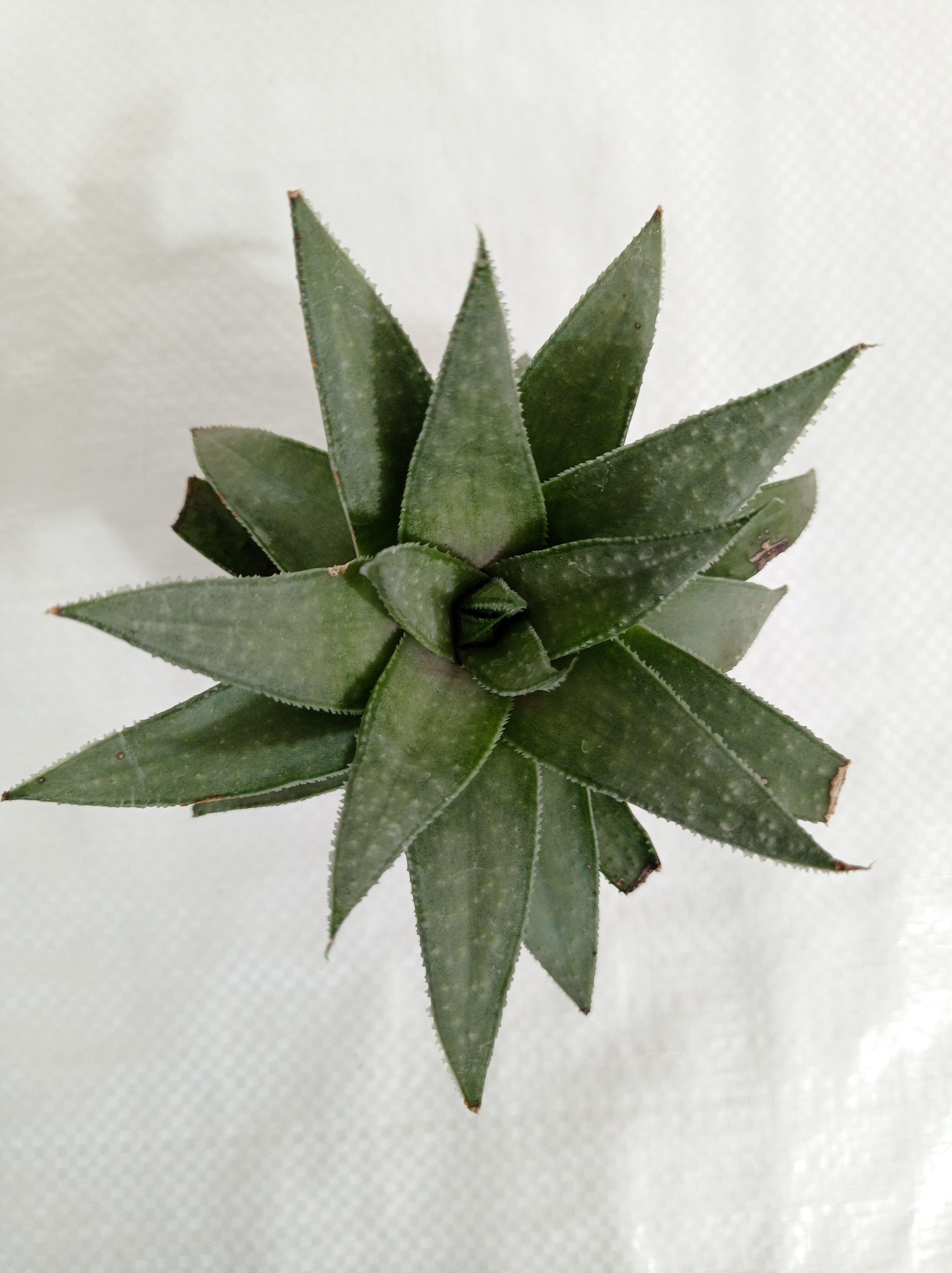Gasteraloe Silver Swirls Succulent Plant