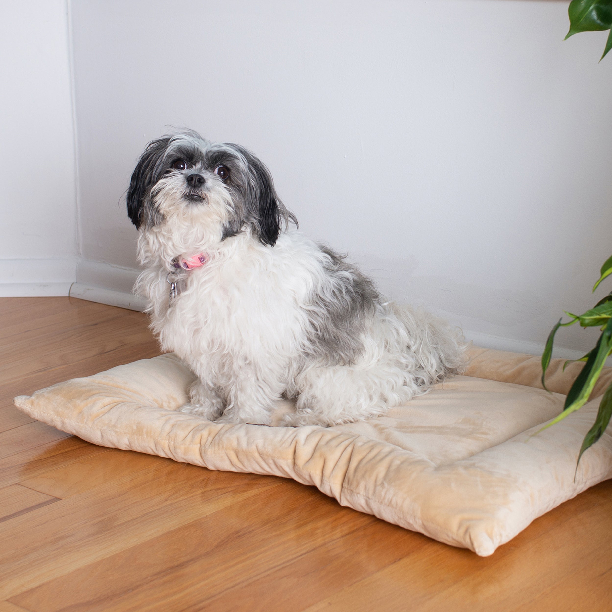 Armarkat Pet Bed Mat 27-Inch by 19-Inch by 2.5-Inch M01-Medium