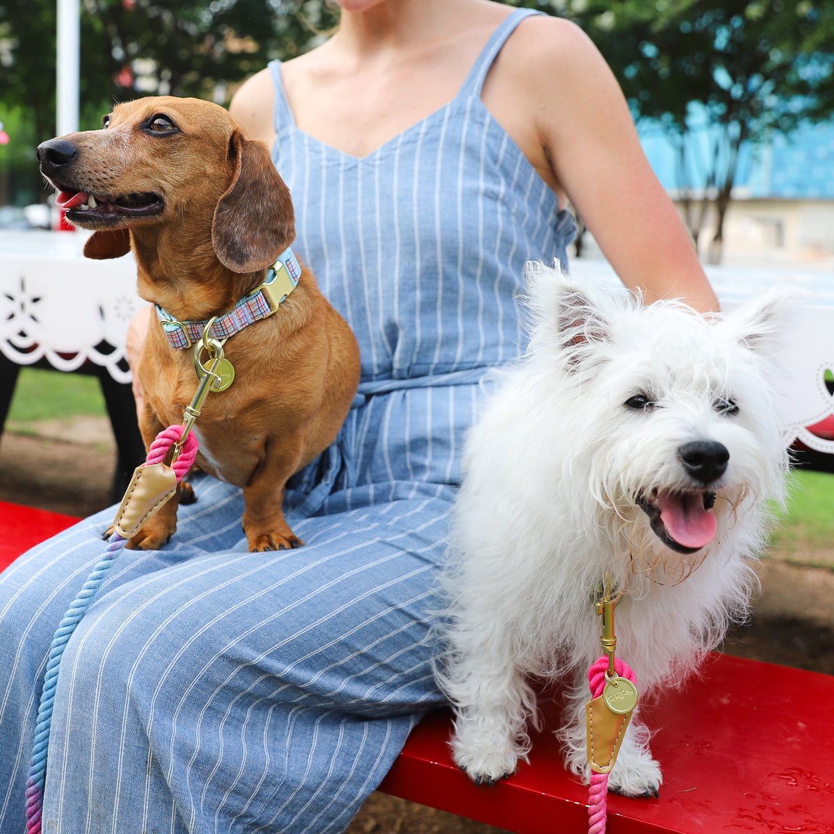 Packed Party Grid Fashion Dog Collar， Gold， M