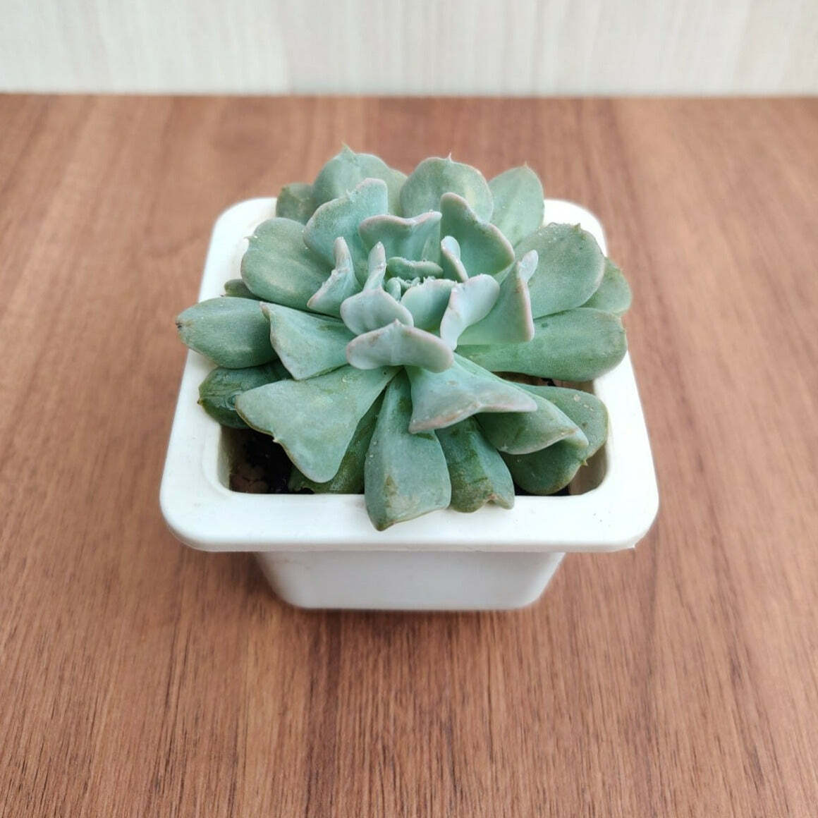 Echeveria Runyonii 'Topsy Turvy' Succulent Plant