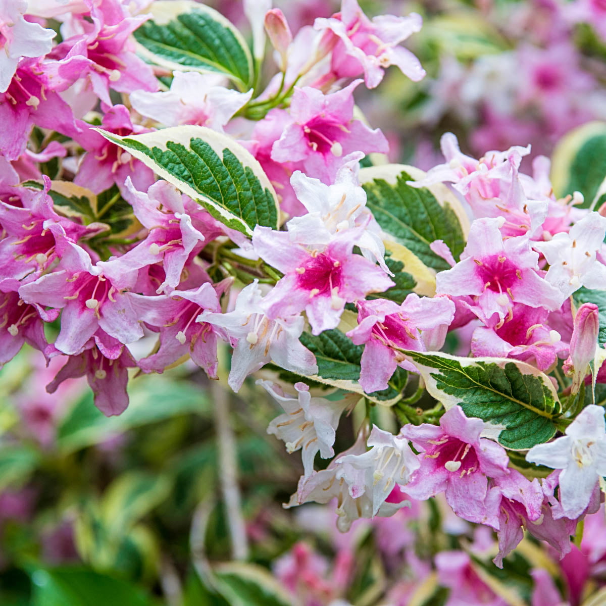 Pink Splash Weigela Dormant Jumbo Bare Root Starter Flowering Shrub (1-Pack)