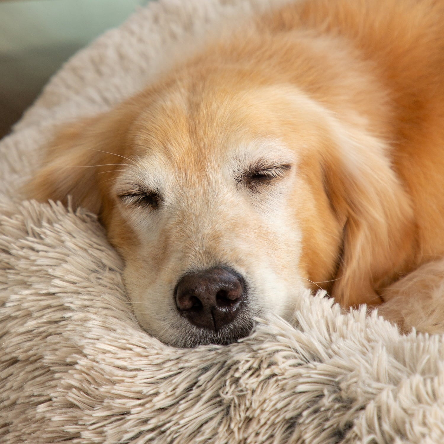 Serta Dog Bed， Luxe Plush Fur Memory Foam， ， Large