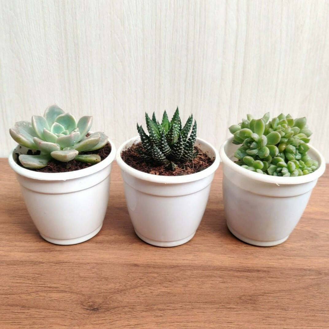 Top 3  Succulents Pack (Pack Of 3 )