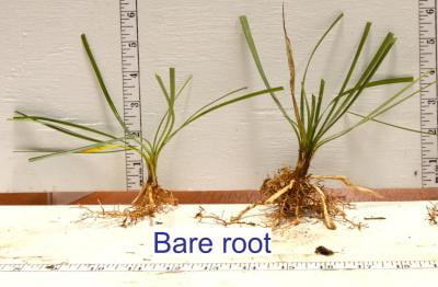 Classy Groundcovers - Liriope spicata  {50 Bare Root Plants}