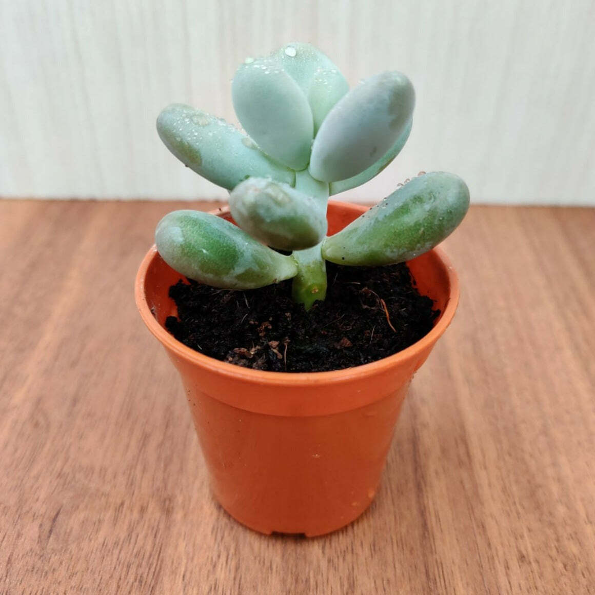 Sedum Treleasei Small Succulent Plant