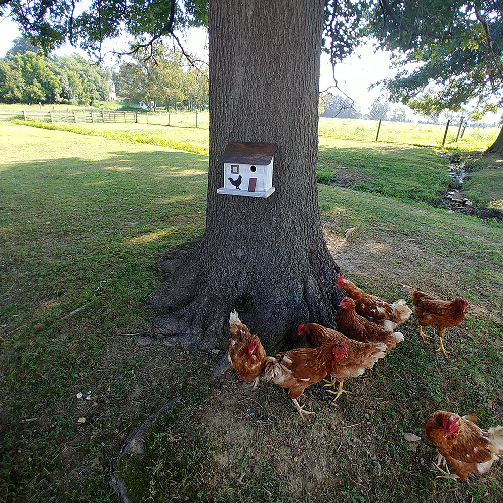 Cumberland Chicken Coop