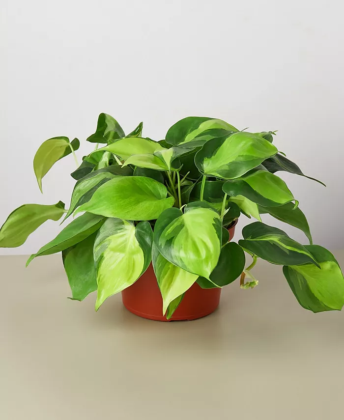 House Plant Shop Philodendron Hederaceum 'Brasil' Live Plant， 6