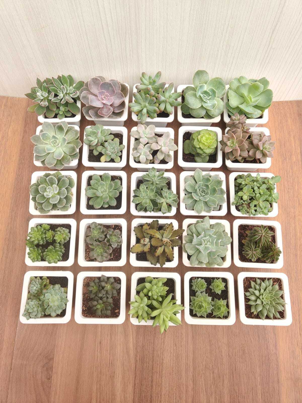 Soft Succulent Tray - Assorted 25 Varieties (Any 25 Succulents Depend