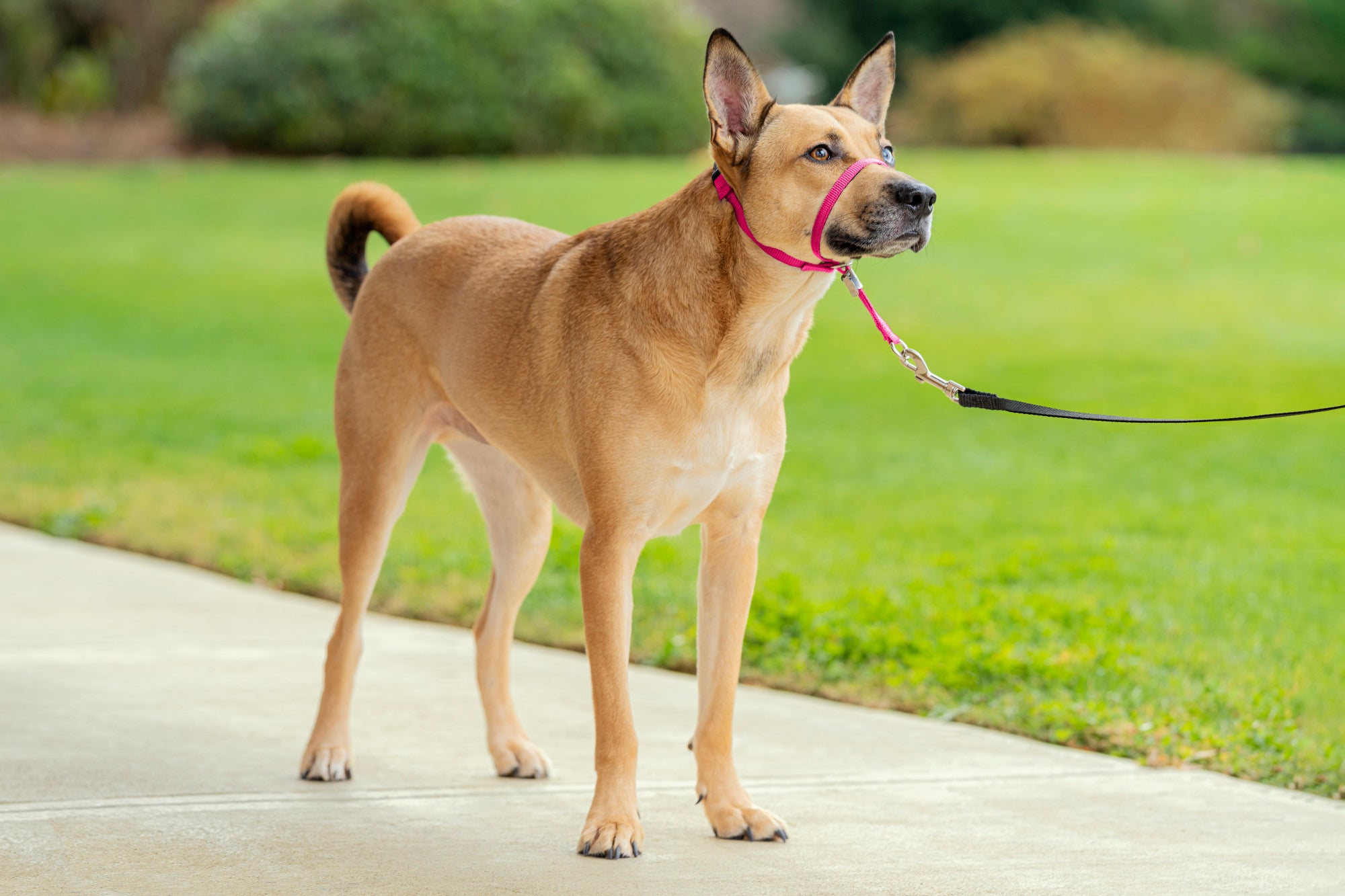 PetSafe Gentle Leader Headcollar， No-Pull Dog Collar， Medium 25-60 Lb.， Raspberry