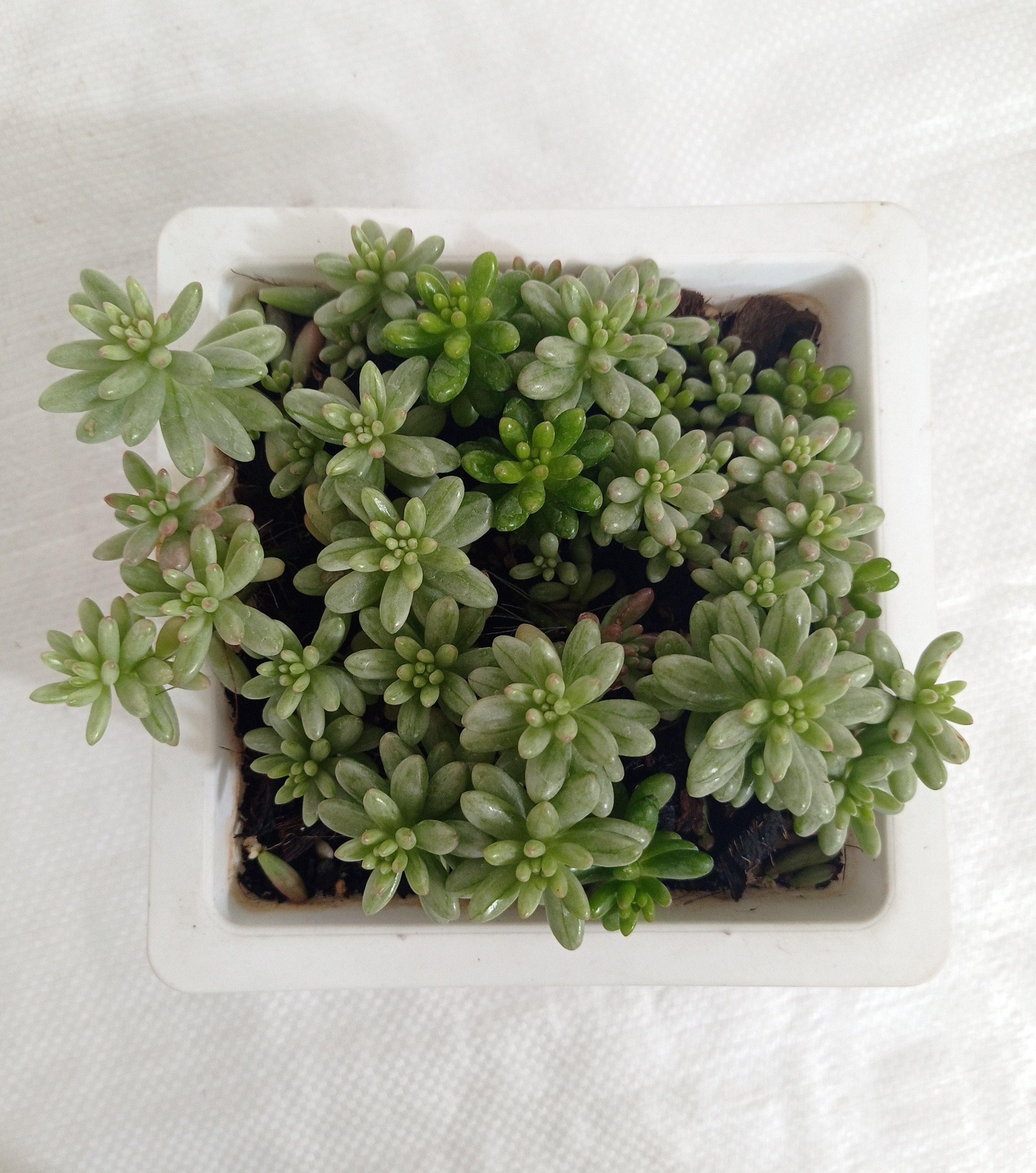 Sedum Rubrotinctum Aurora Pink Jelly Bean Big Succulent Plant