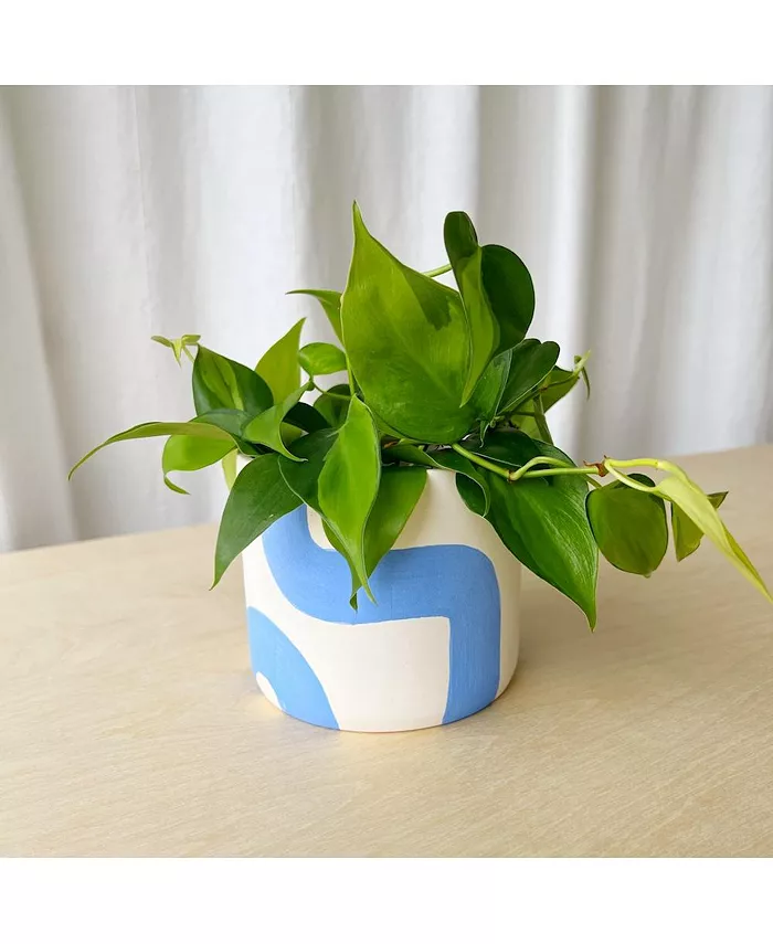 Tierra Sol Studio Variegated Philodendron Brasil Plant Kit - Na'Agua