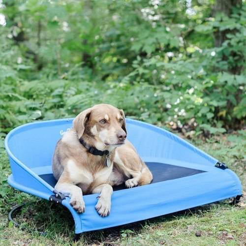 Gen7Pets Cool-Air Cot Pet Bed， Medium， Trailblazer Blue
