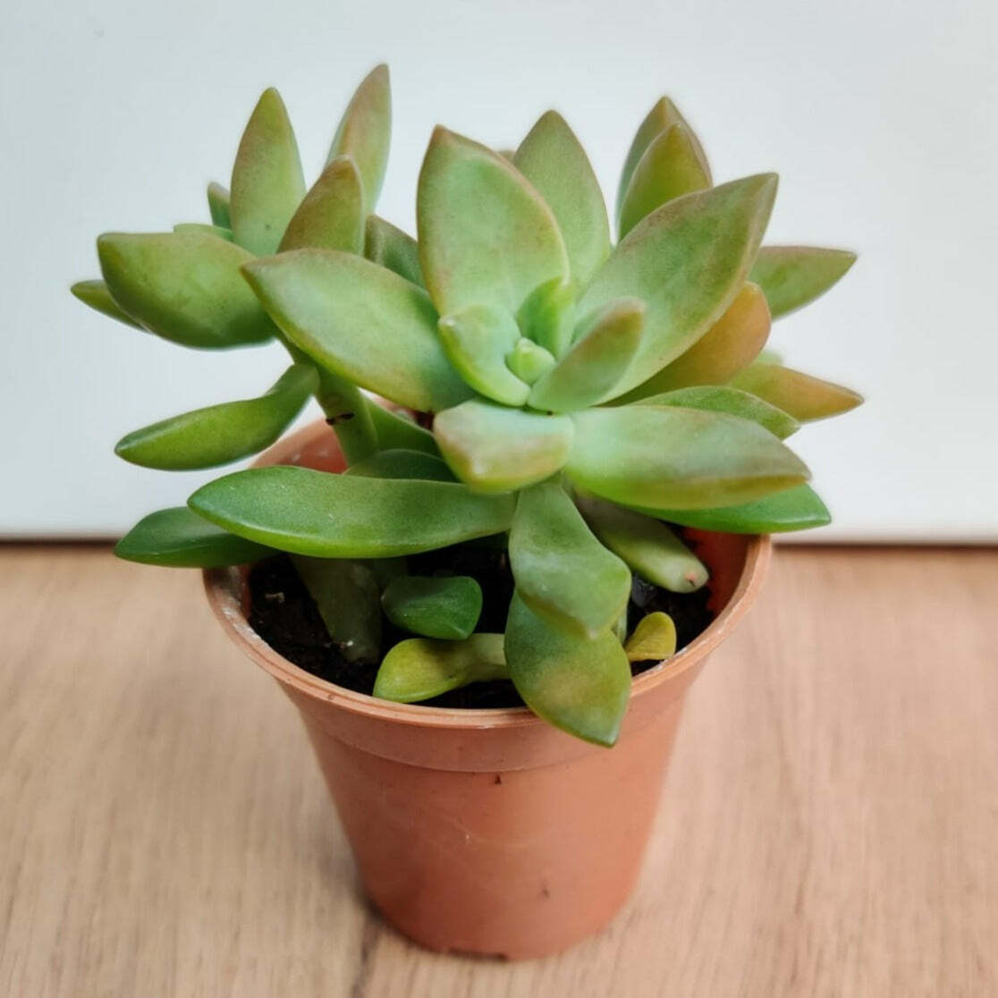 Sedum Adolphii (Golden Sedum) Small Succulent Plant