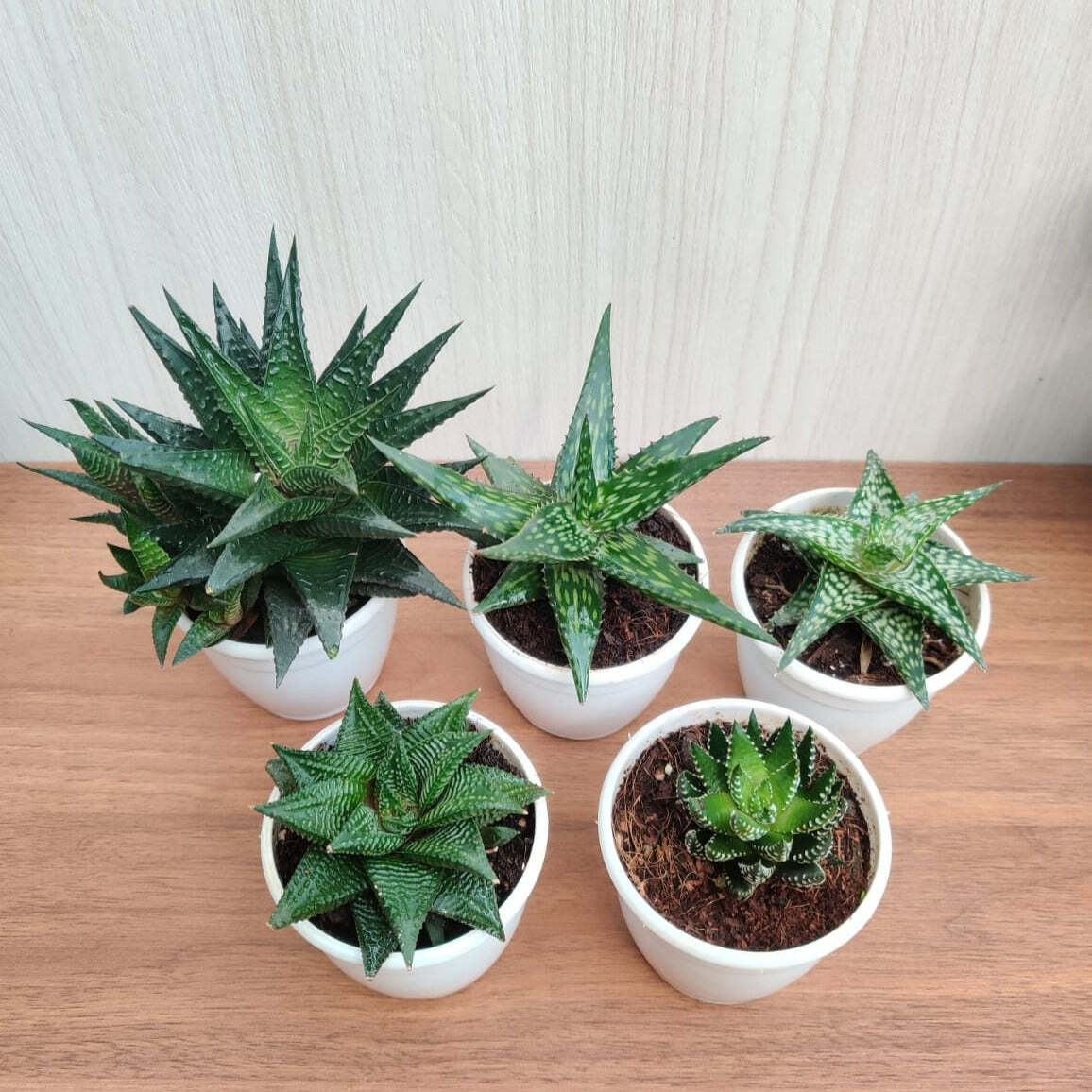 Small Aloe Succulents Plants, (Qty: 5 Small Succulent Aloe)
