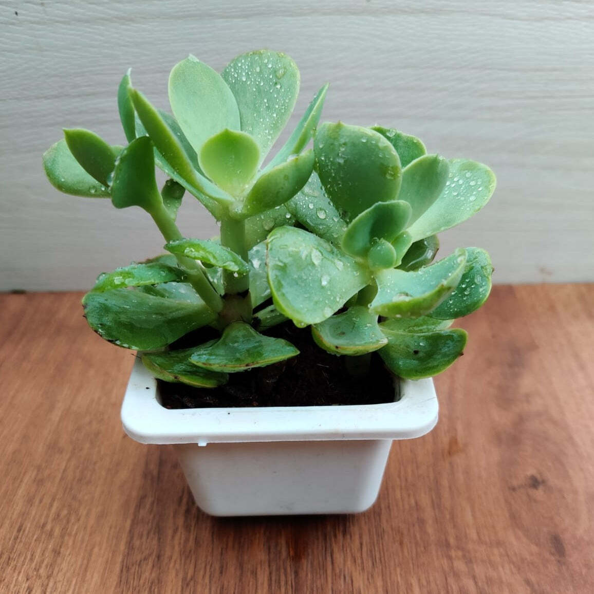 Echeveria Green Spoon Succulent Plant