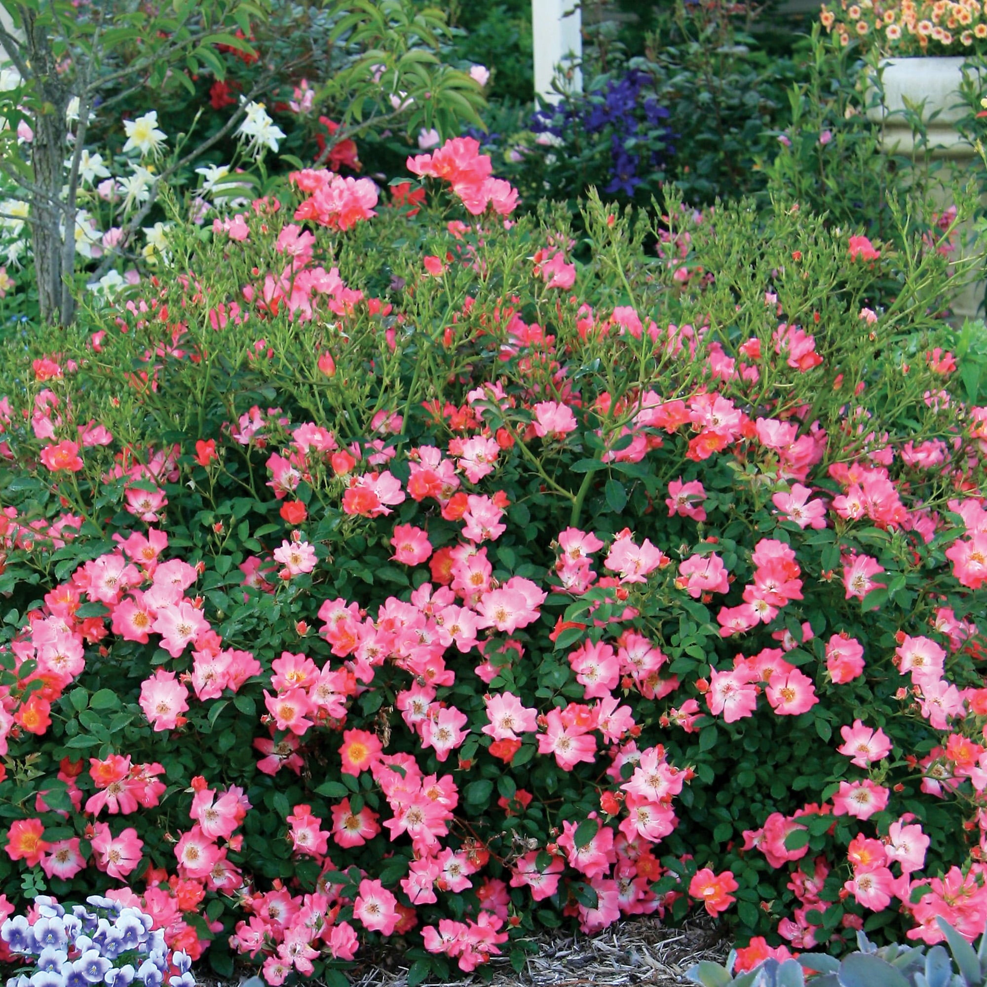 1 Gal. Pink Drift Rose Bush - Season Long Color