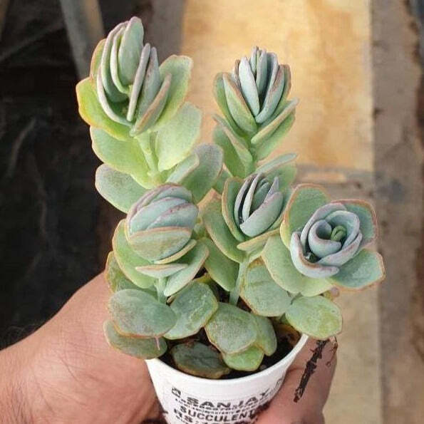 Kalanchoe Marnieriana Small Succulent Plant