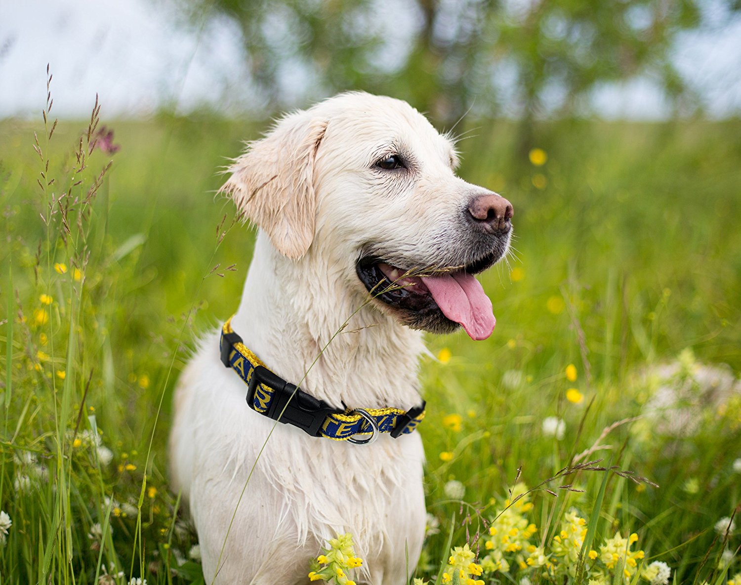 Pets First NBA Golden State Warriors Pet Collar， 3 Sizes Available， Sports Fan Dog Collar