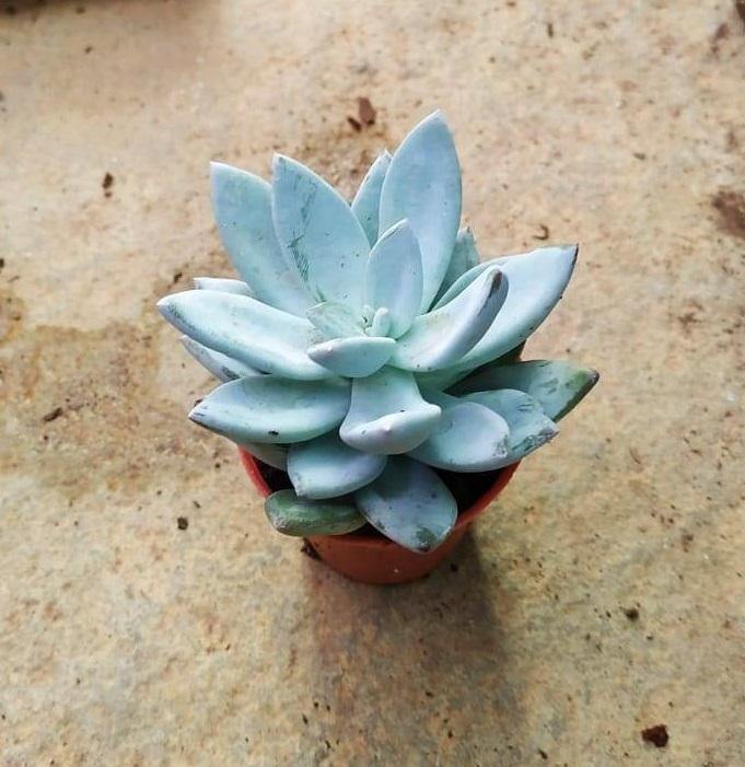Echeveria Blue Bird Small Succulent Plant