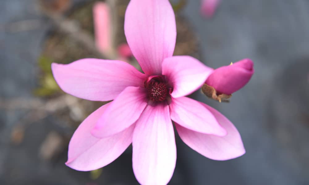3 Gal. Ann Magnolia - Showy Flowers - Late Blooming