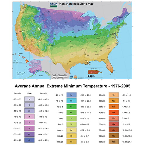 Lone Star Growers by Altman Plants 2 Gal Nerium Flirt Dark Pink Oleander