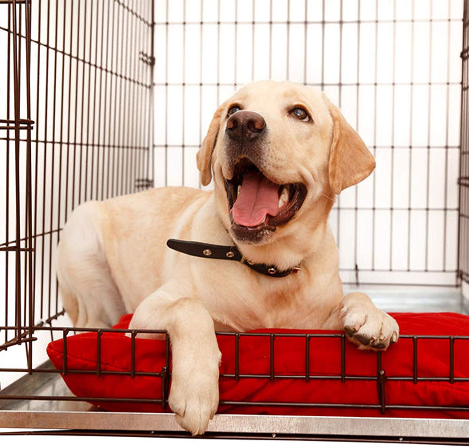 Large Dog Crate Tray 24