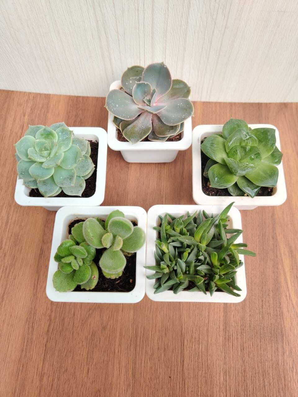 Set of 5 Exotic Succulents Plants - Live Succulent Collection for Home